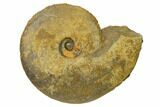 Iron Replaced Ammonite Fossil - Boulemane, Morocco #164472-1